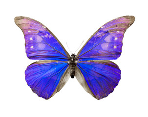Color butterfly isolated on white background