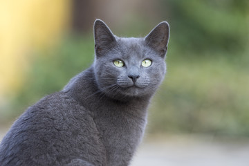 russian blue cat, exterior