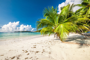 Beautiful beach with palm tree at Seychelles