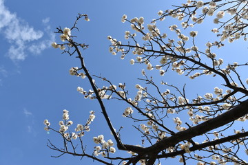 梅の花