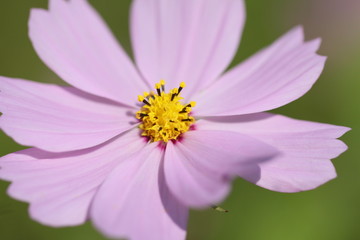 Obraz premium コスモス