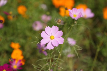 コスモス
