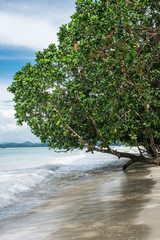 Mangrove am Strand