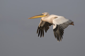 Obraz premium great white pelican flying over Lake Nakuru in the equatorial evening