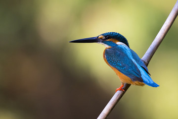 Obraz premium Image of bird Common Kingfisher (Alcedo atthis) perched on a branch on nature background.