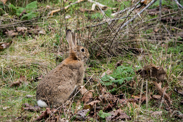 Attentive Rabbit