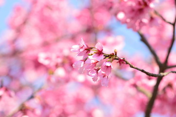 Obraz premium さくら, 春, 満開