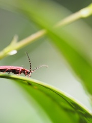 朱色の身体をもつ虫