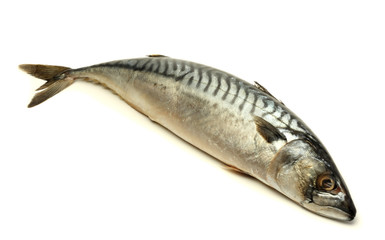 atlantic mackerel fish isolated on white background