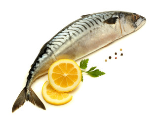 atlantic mackerel fish isolated on white background