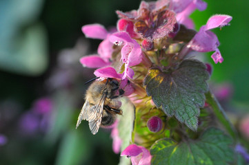 Bumble bee pollinating a wild flower in spring. Honey bee feeding in garden

