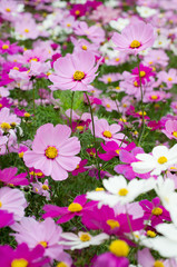 pink cosmos flower fields_2