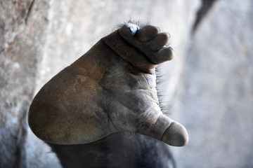 Big gorilla at the zoo
