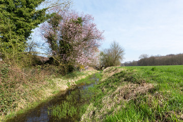 Springtime at Nature Reserve / Germany