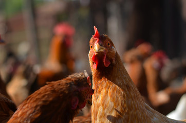 chicken bird