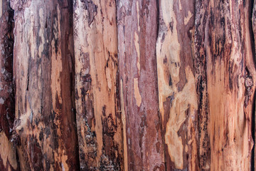 Natural tree as background