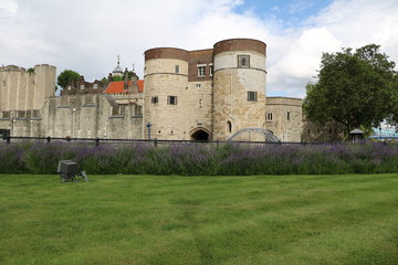 Fototapeta na wymiar Lavender around the Byward Tower of Tower of London, Great Britain