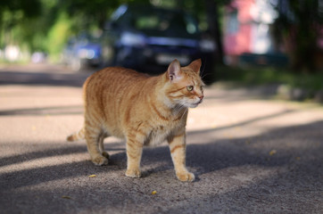 cat street