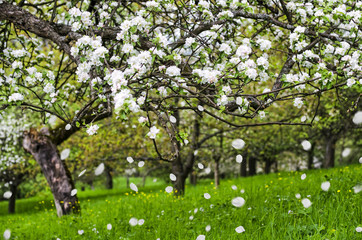 Altes Land - Obstbaumblüte mit fliegenden Blütenblättern