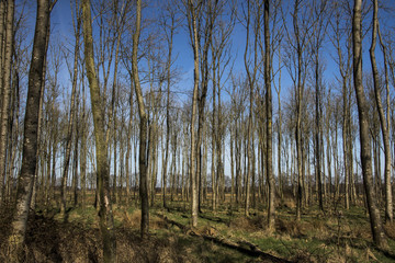 Fototapeta premium trees