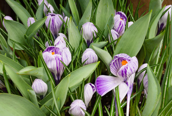 striped violet and white crocuses flowers with green leaves spring background