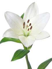 Fototapeta na wymiar Single white flower on white background