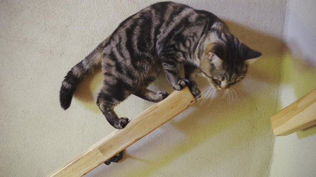 Amusing cat climbing on stair rails holding tight 4K
