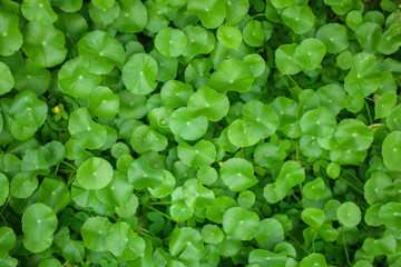 Fototapeta premium Pennywort Green leaf pattern on the surface