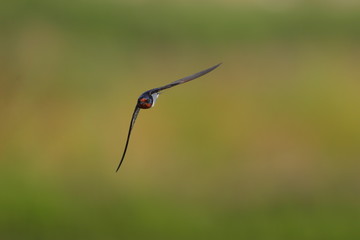 ツバメの飛翔シーン/Swallow's flying scene