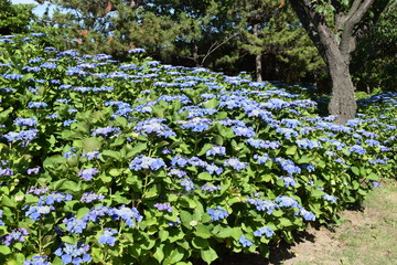 ブルースカイ（アジサイ）