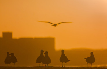Fototapeta na wymiar Gulls on the waterfront Essaouira