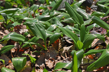 Obraz premium Wild garlic ramson or bear garlic growing in forest in spring