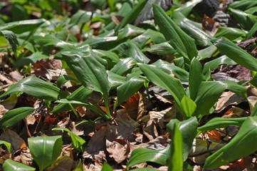Wild garlic ramson or bear garlic growing in forest in spring