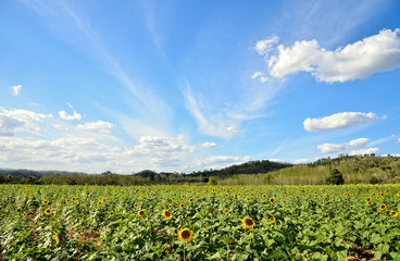 Fototapeta na wymiar Sunflower field