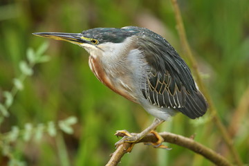 bird of pantanal in the nature habitat, wild brasil, brasilian wildlife, pantanal, green jungle, south american nature and wild