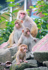 Family of macaques in the town of Revalsar. State Himachal Pradesh