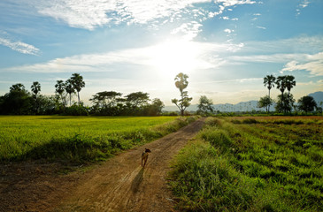 Fototapeta premium Filed rice and the countryFiled rice and the dog on country road : Thailand road : Thailand