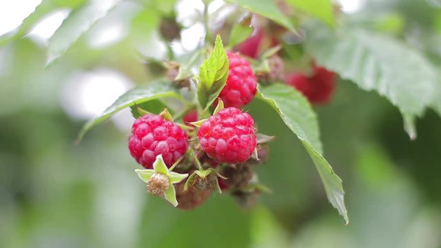 Raspberries on green branches swinging in the wind