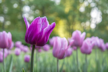 Obraz premium Purple tulips on the flowerbed in city Park in spring