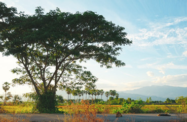 Backlit image of big tree on a country road