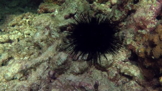 The camera slowly approaches the Black longspine urchin in shallow water.
