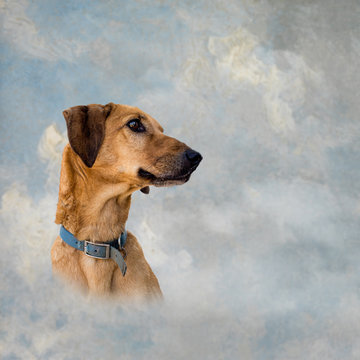 Brown Mongrel Dog Over Artistic Sky Background. Pet Heaven Conce