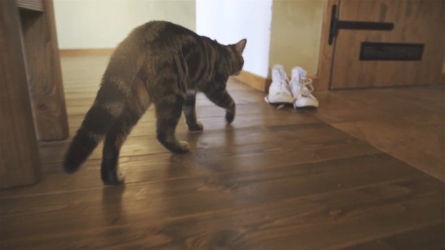 Curious cat walking in house 4K 
