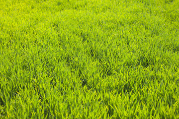 Wheat fields backlit by sunlight