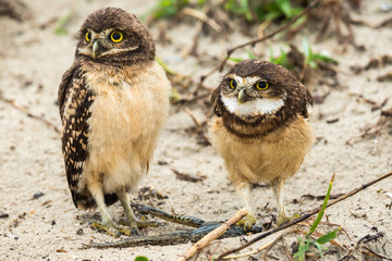 Kaninchenkauz in Brasilien (Athene cunicularia / Coruja-buraqueira)