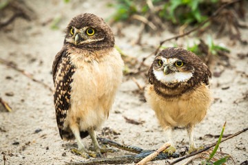 Naklejka premium Kaninchenkauz in Brasilien (Athene cunicularia / Coruja-buraqueira)