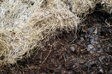 Compost soil, Organic plant fertilizer : closeup