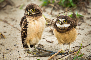 Kaninchenkauz in Brasilien (Athene cunicularia / Coruja-buraqueira)