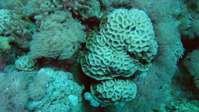 Honeycomb coral (Paramontastraea peresi) surrounded by soft corals on the wall of a coral reef.
