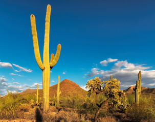 Saguaro cactus at sunset in Saguaro national park, Tucson, Arizona.